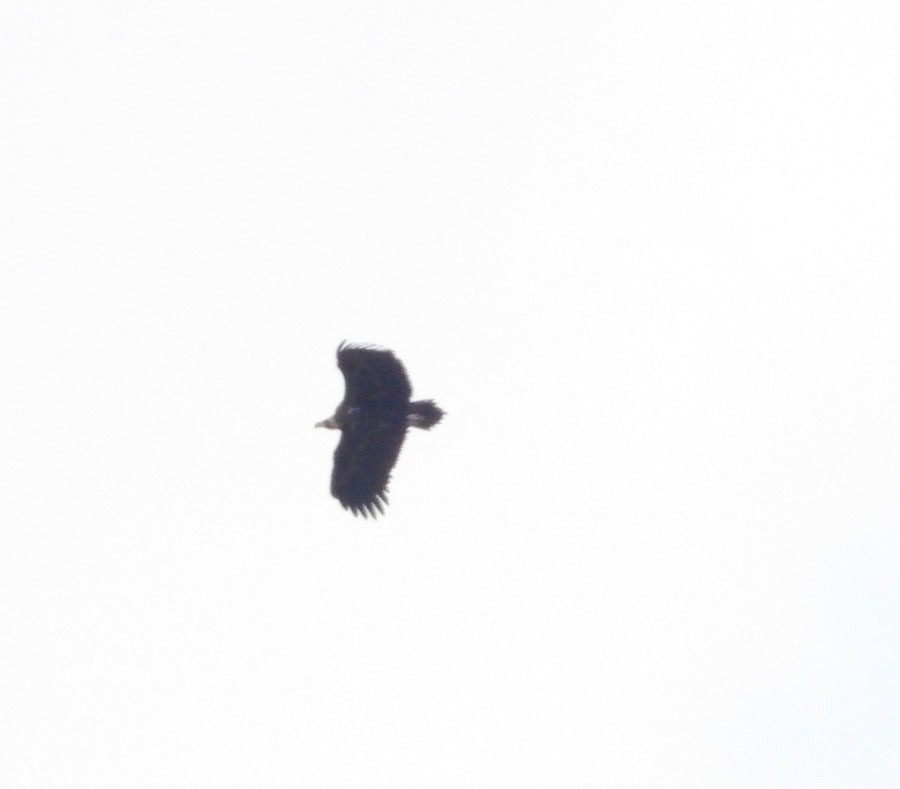 Cinereous Vulture - ML322776921