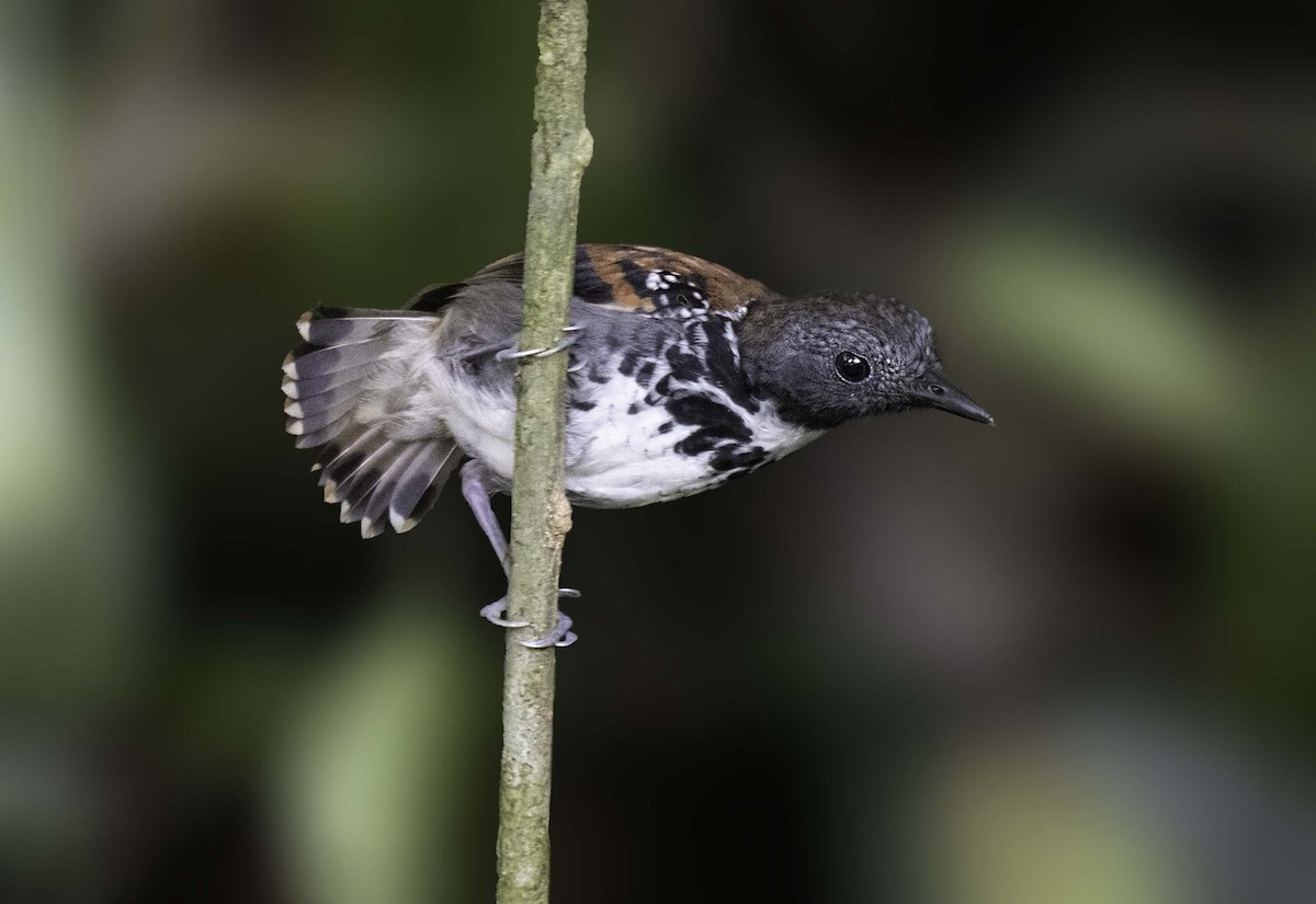 Spotted Antbird - ML322786821