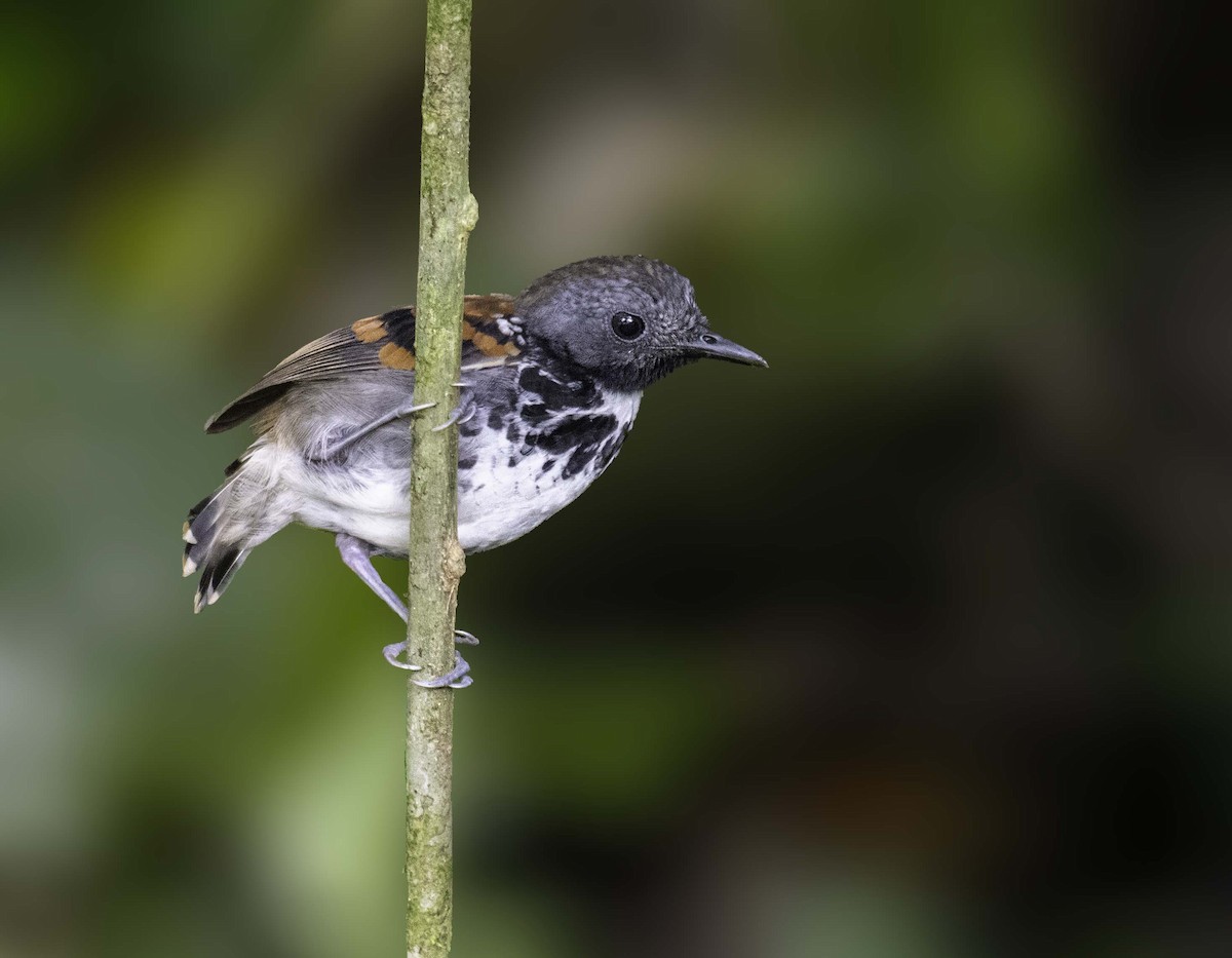 Spotted Antbird - ML322786831