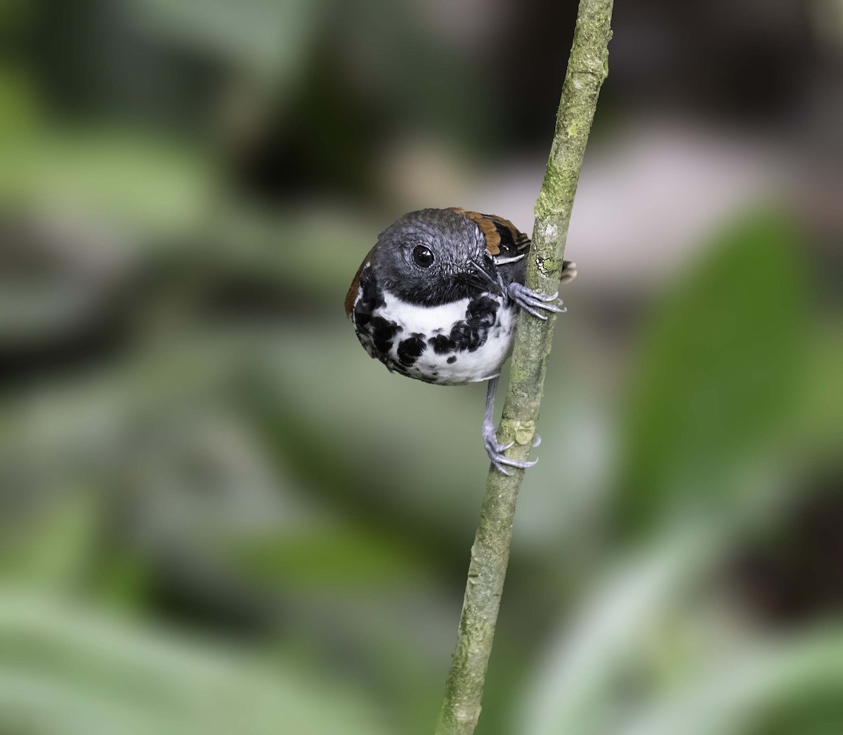Spotted Antbird - ML322786841