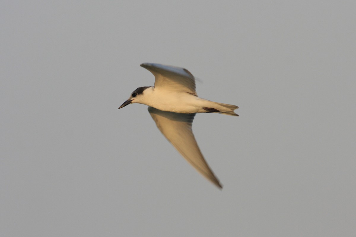 Whiskered Tern - Oscar Campbell
