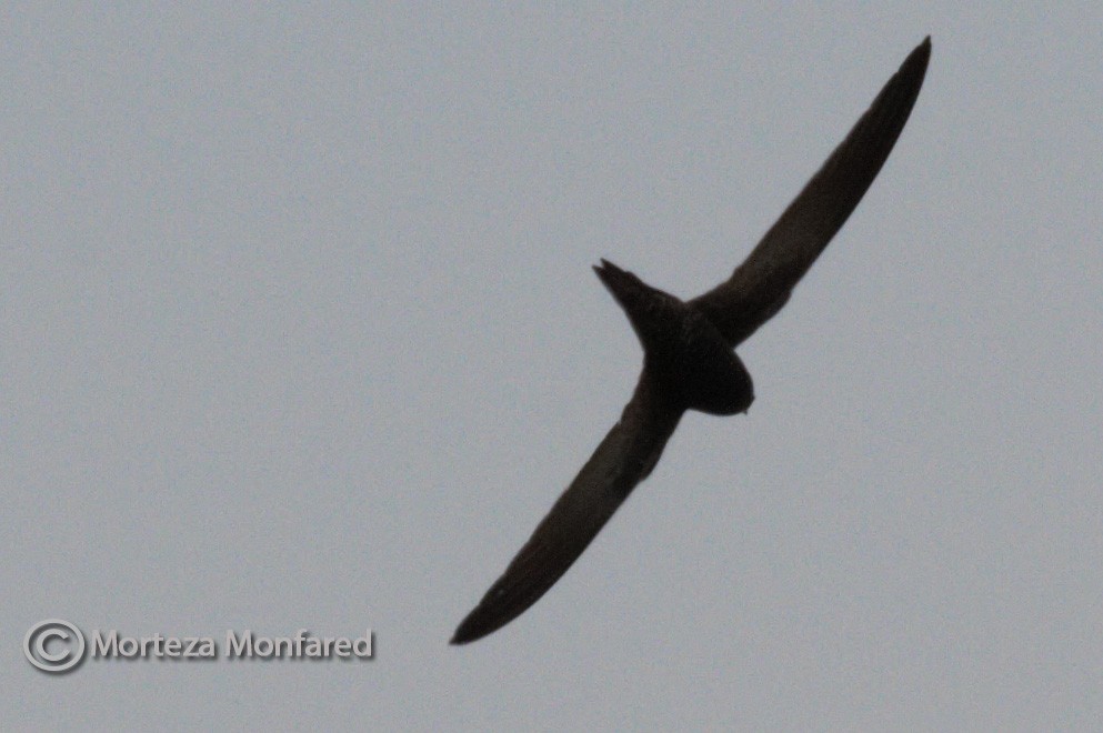 Common Swift - morteza monfared