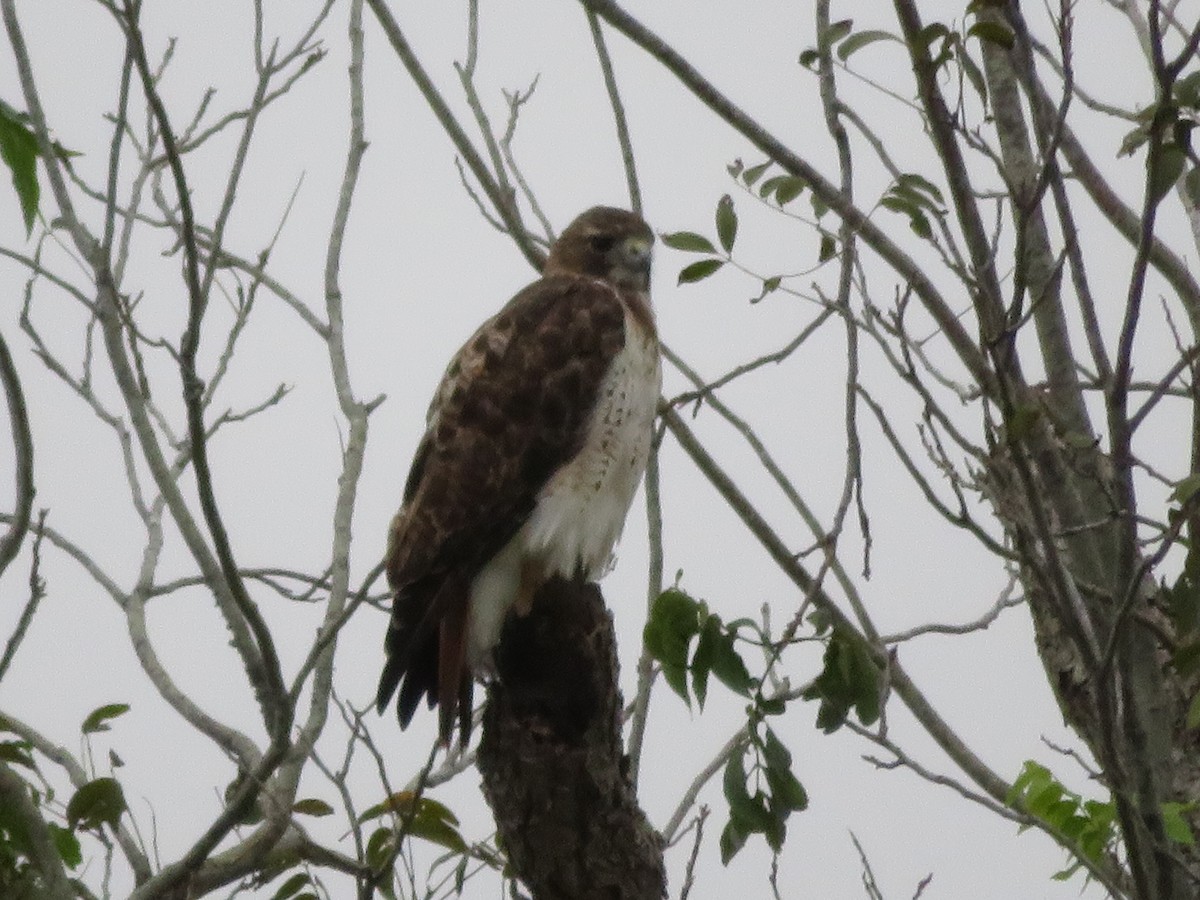 Red-tailed Hawk - ML322792061