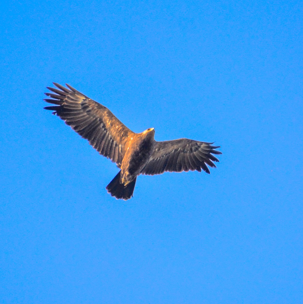 Lesser Spotted Eagle - ML322792071