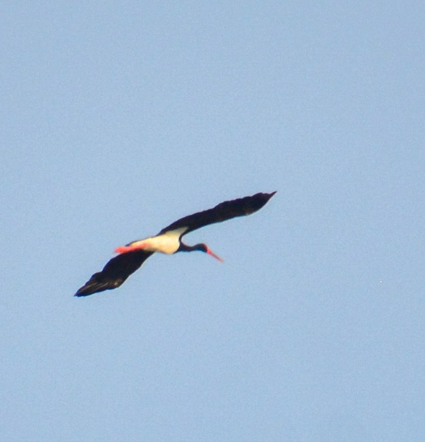 Black Stork - Turgut Eren