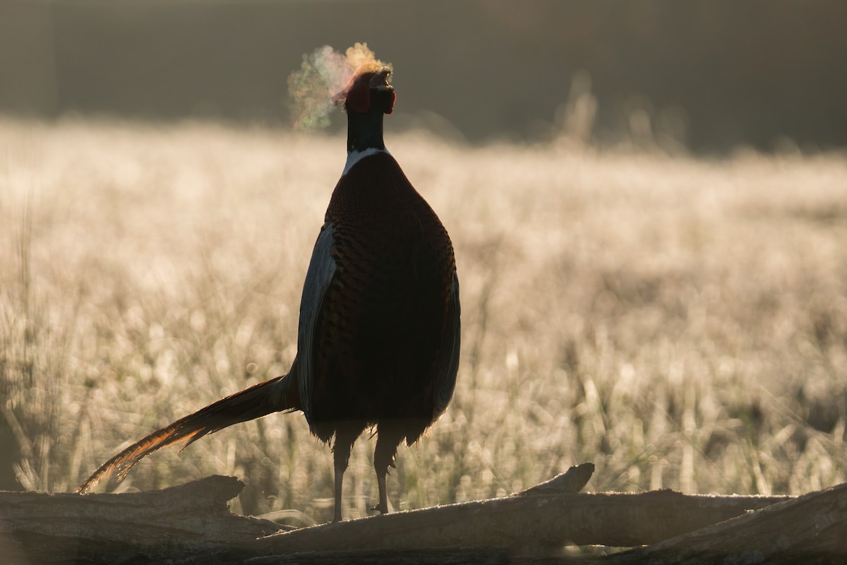 Ring-necked Pheasant - Nick Irwin