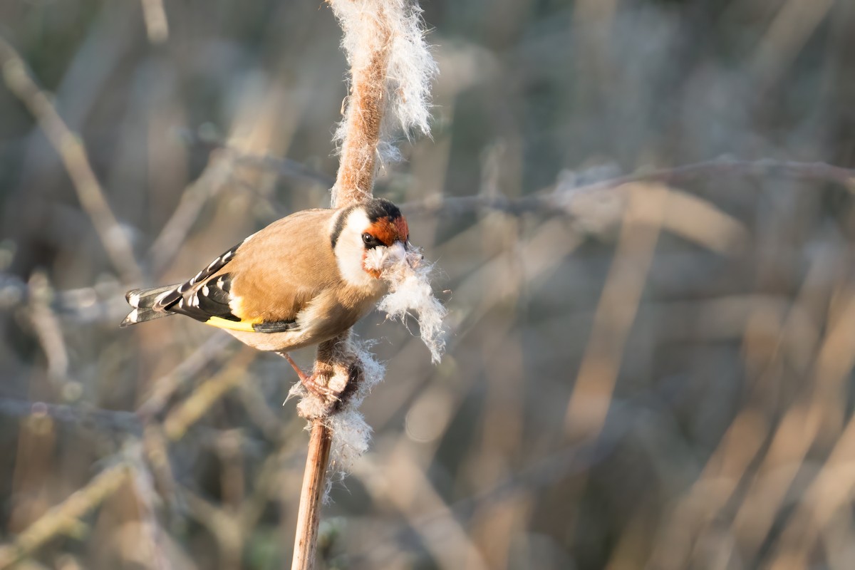 European Goldfinch - Nick Irwin