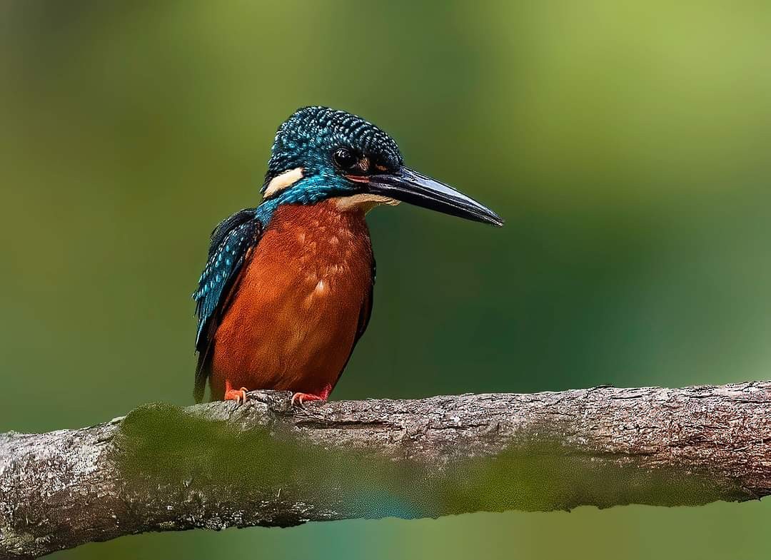 Blyth's Kingfisher - Amitava Ganguly