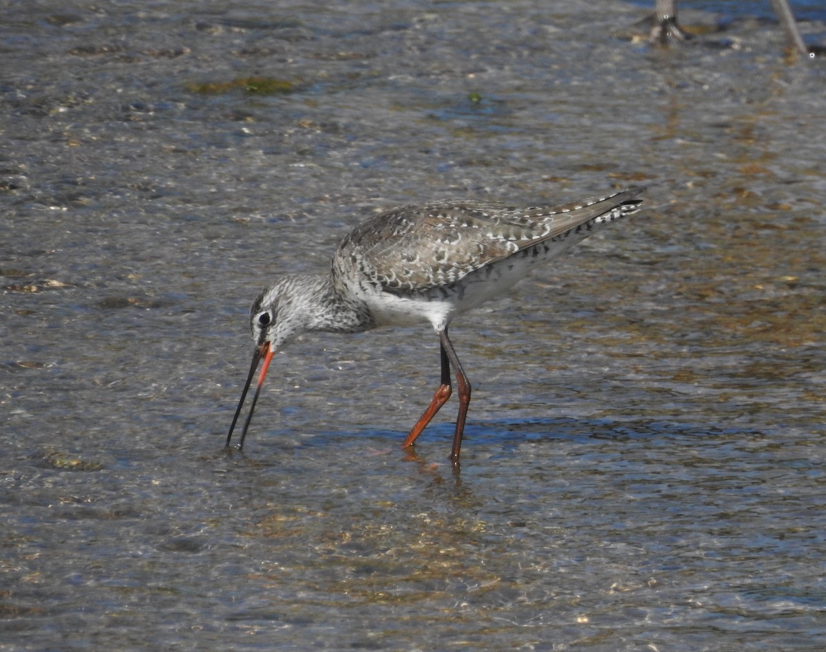 Spotted Redshank - ML322807611