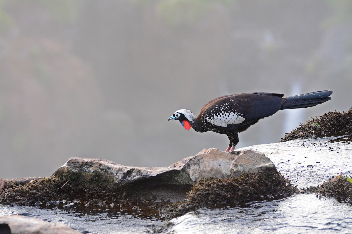 Black-fronted Piping-Guan - ML322808721