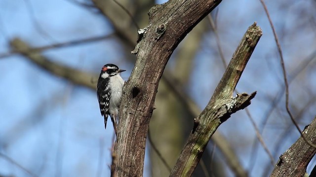 Downy Woodpecker (Eastern) - ML322811771