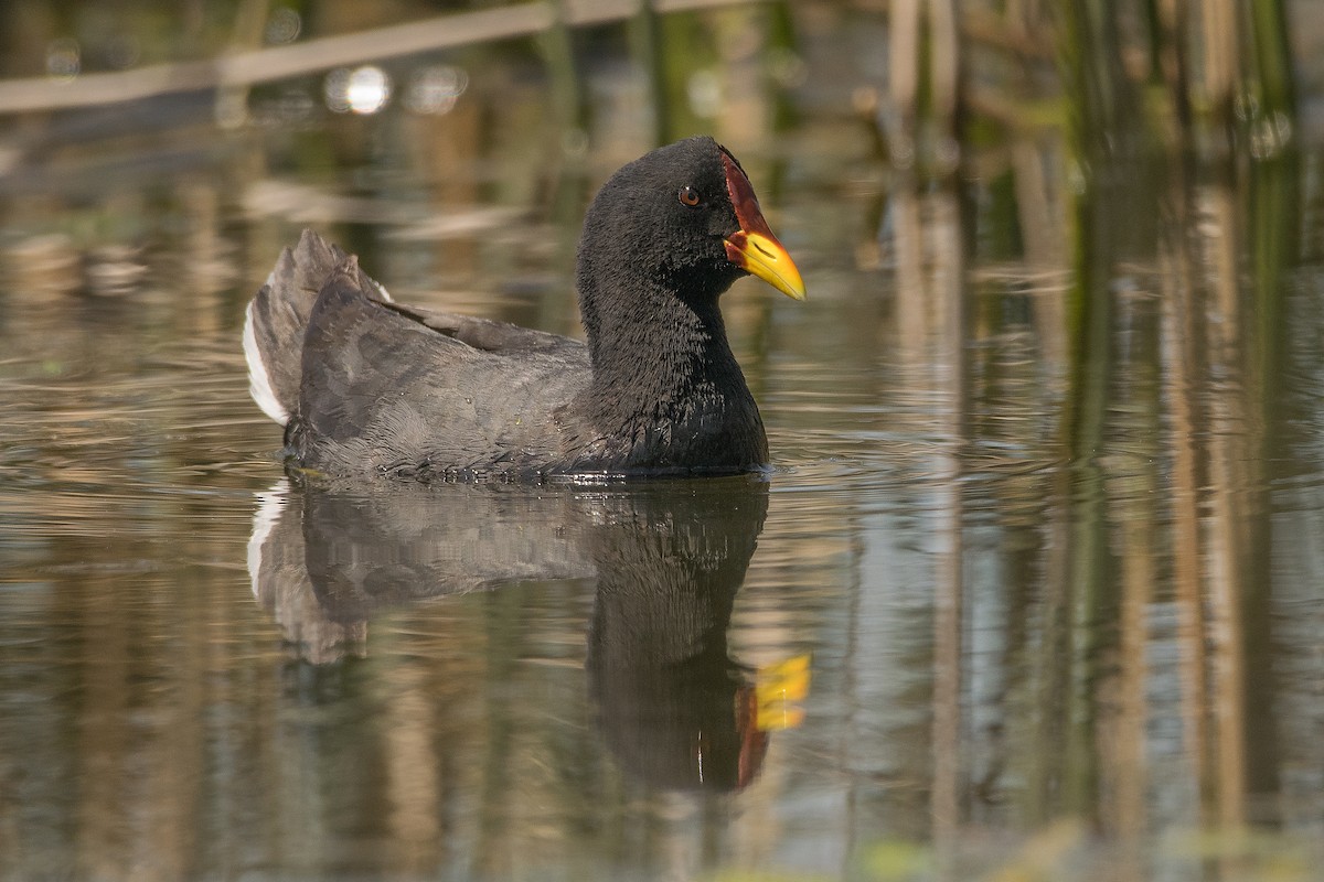 Red-fronted Coot - ML322816541