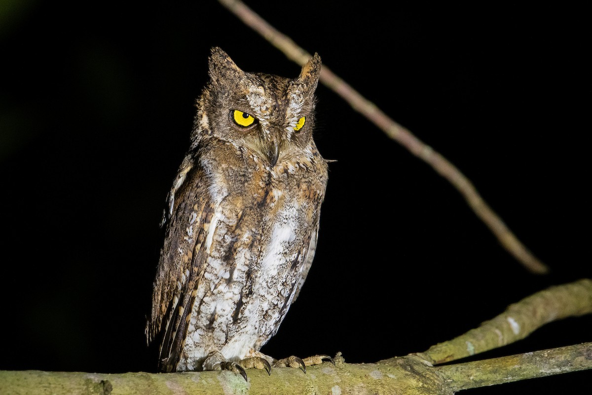 Oriental Scops-Owl (Walden's) - ML322819441