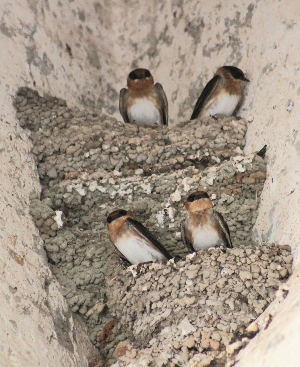 Cave Swallow - Wency Rosales