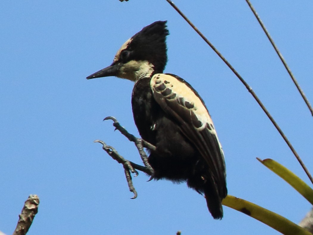 Heart-spotted Woodpecker - ML322834981