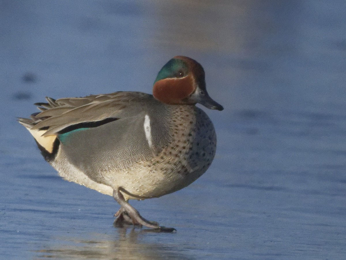 Green-winged Teal - ML322838821
