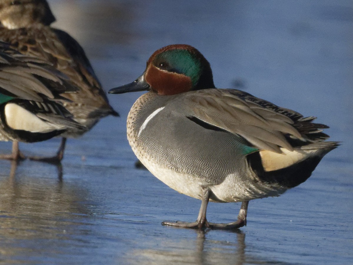 Green-winged Teal - ML322838831
