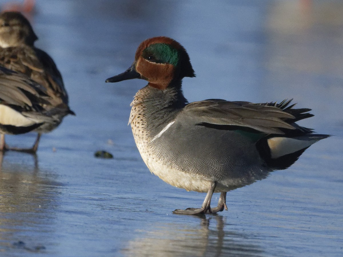 Green-winged Teal - ML322838891