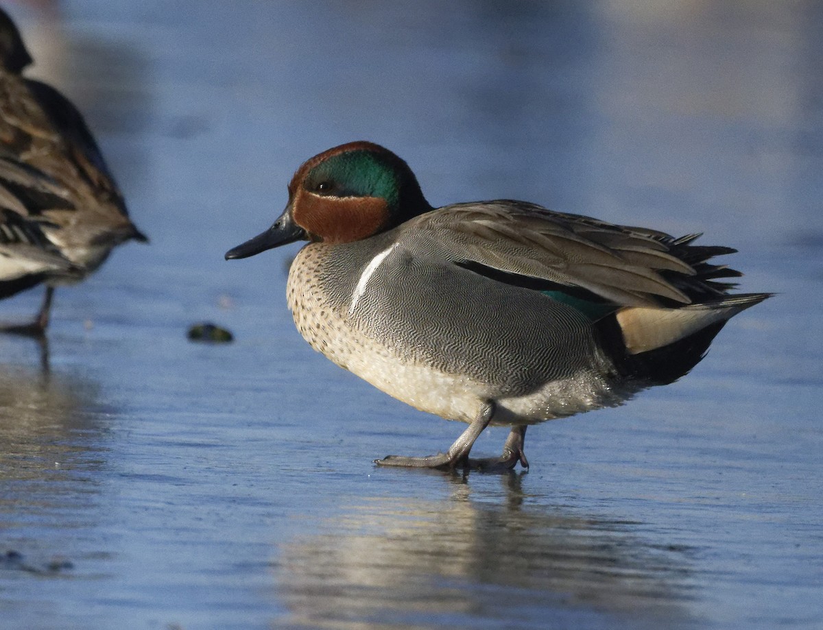 Green-winged Teal - ML322838911