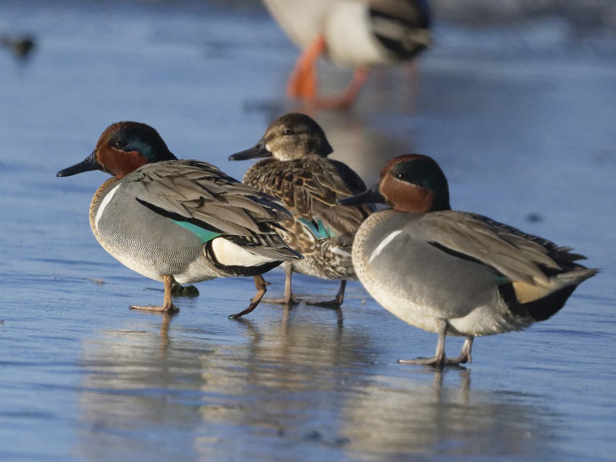 Green-winged Teal - ML322838931