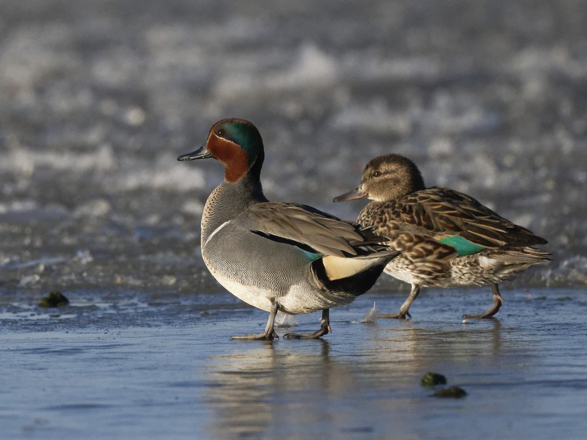 Green-winged Teal - ML322839141