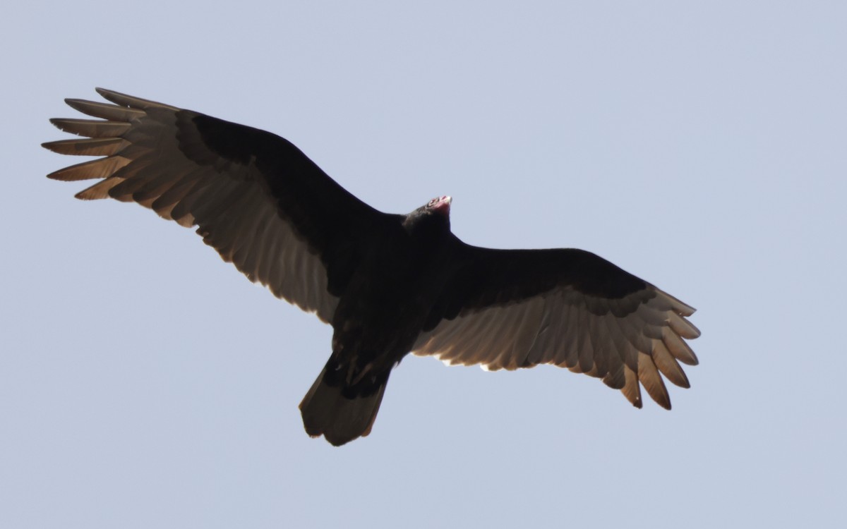 Turkey Vulture - ML322840141