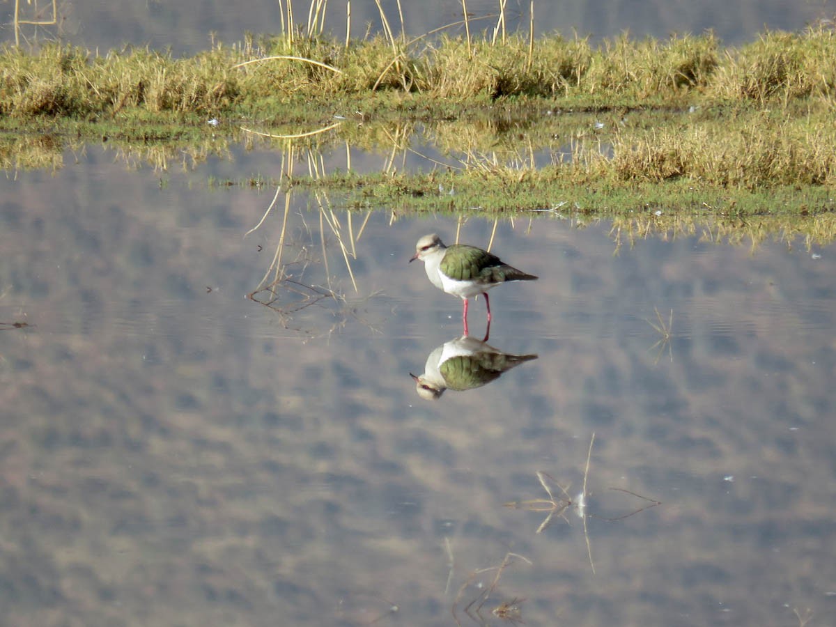 Andean Lapwing - ML32284331