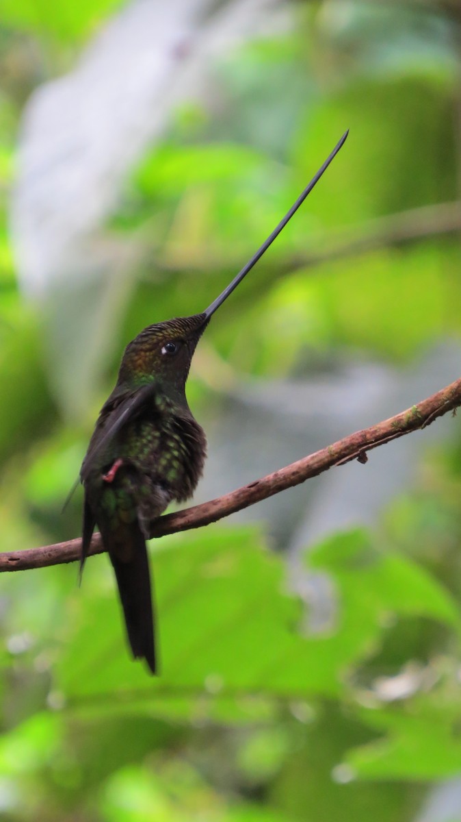 Sword-billed Hummingbird - ML32284521