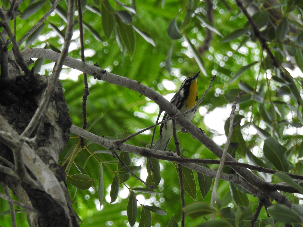 Yellow-throated Warbler - ML32284781