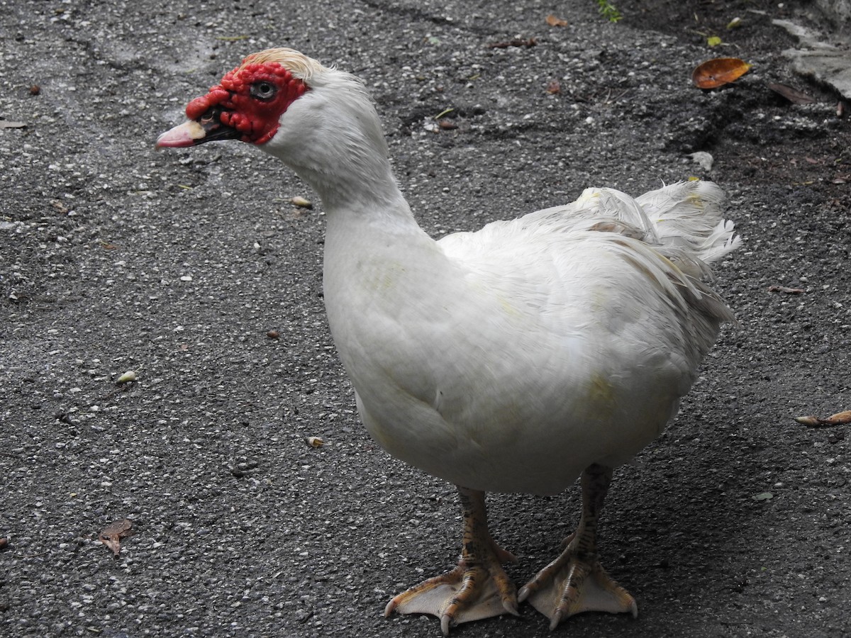 Muscovy Duck (Domestic type) - ML32285181