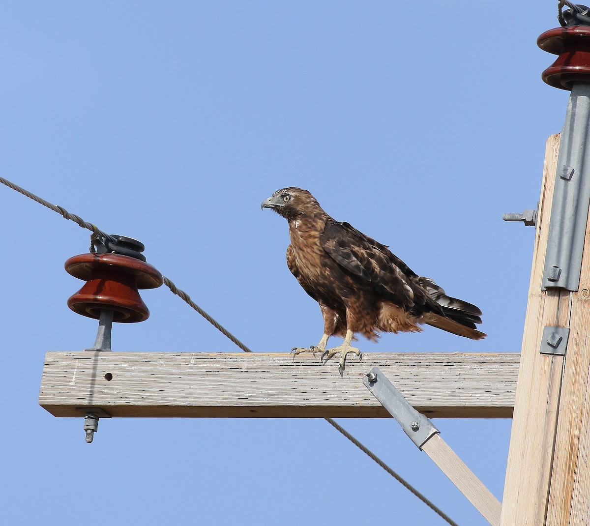 Red-tailed Hawk - ML32285801