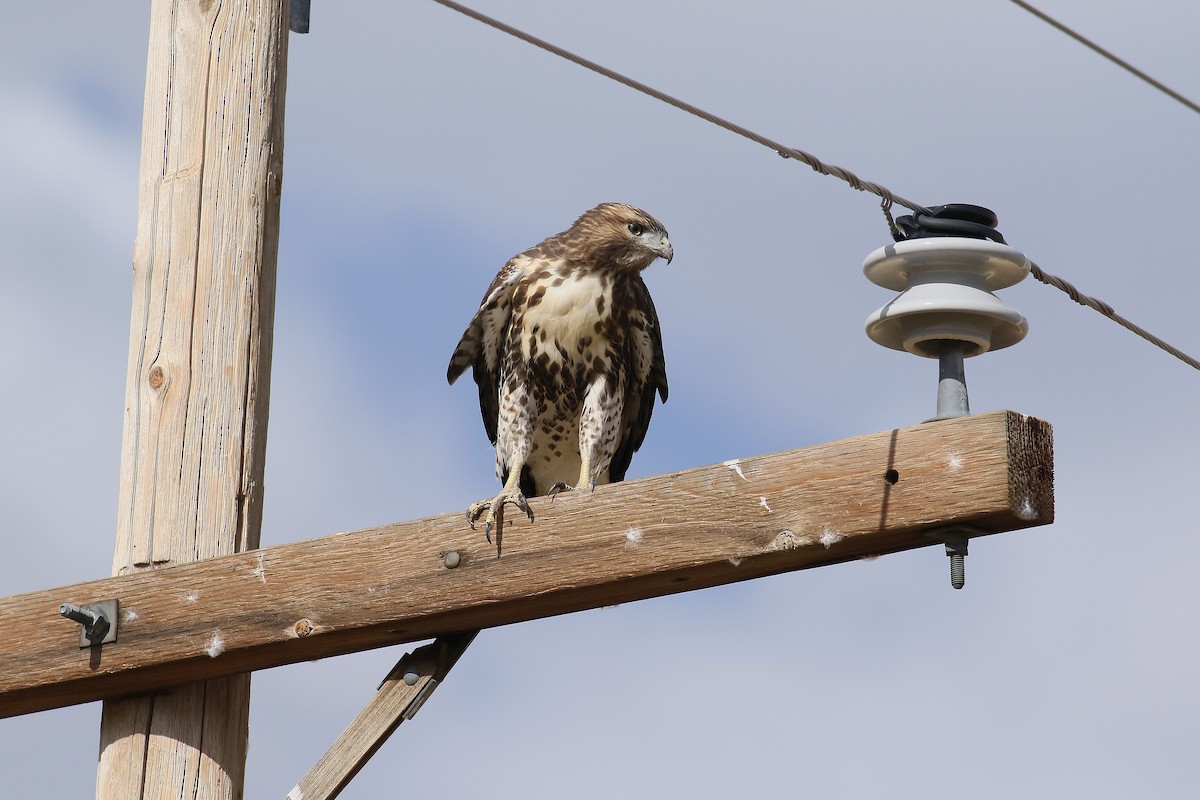 Red-tailed Hawk - ML32285811