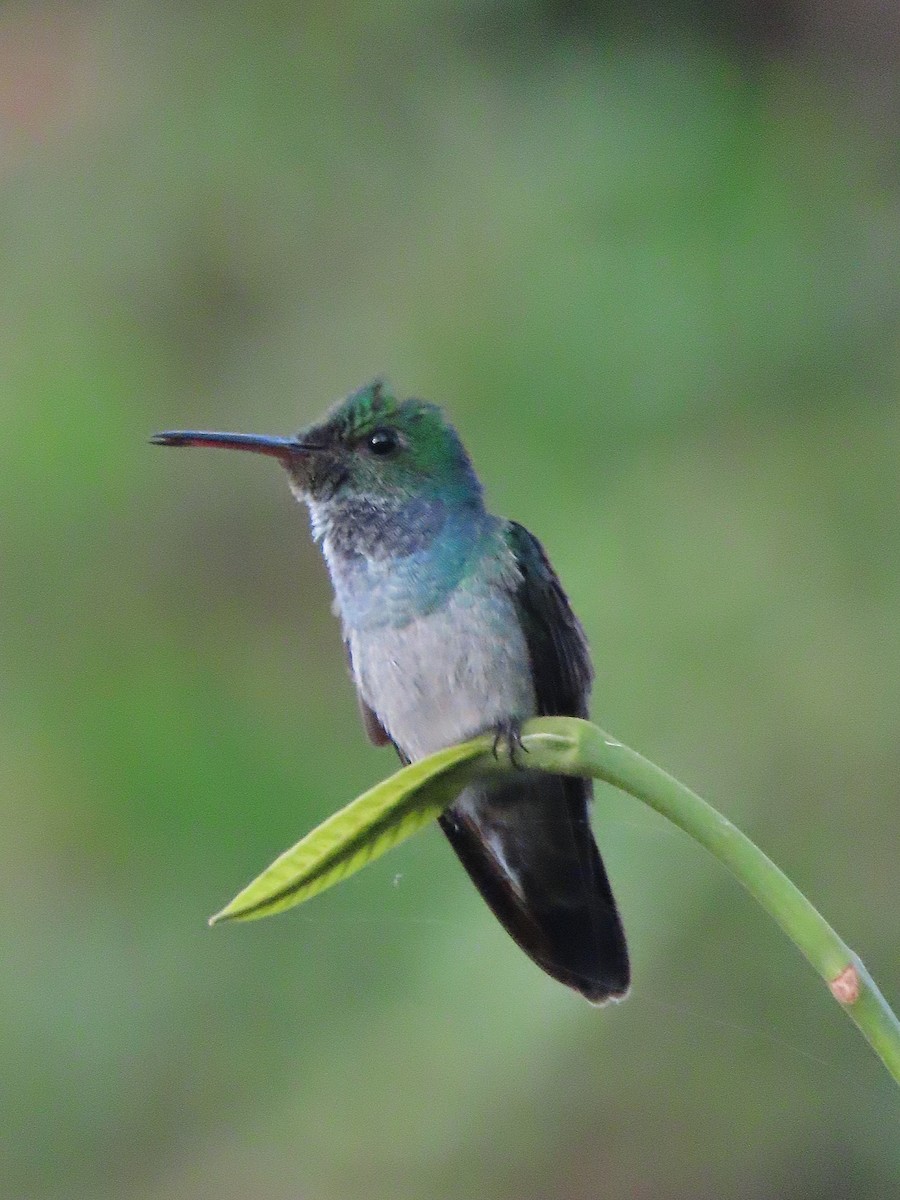 Blue-chested Hummingbird - ML322861641
