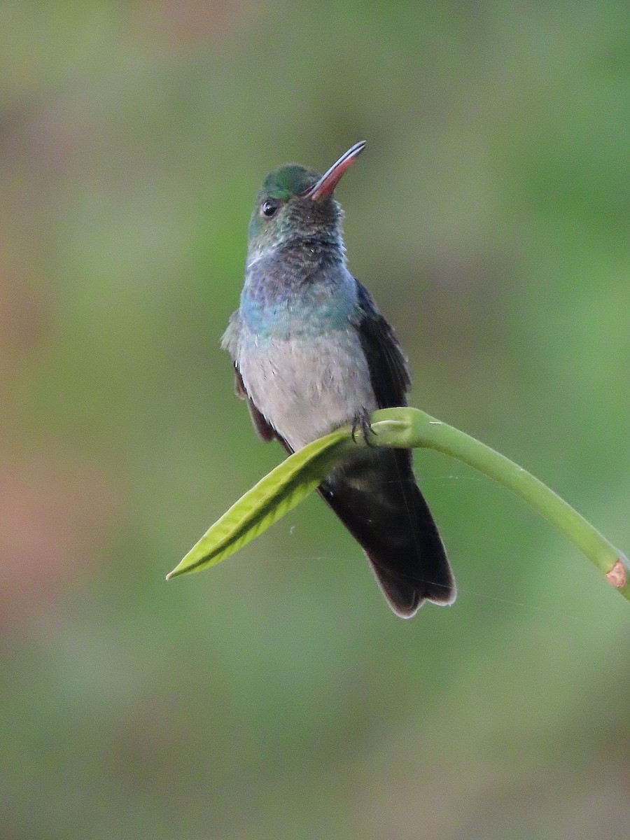 Blue-chested Hummingbird - ML322861691