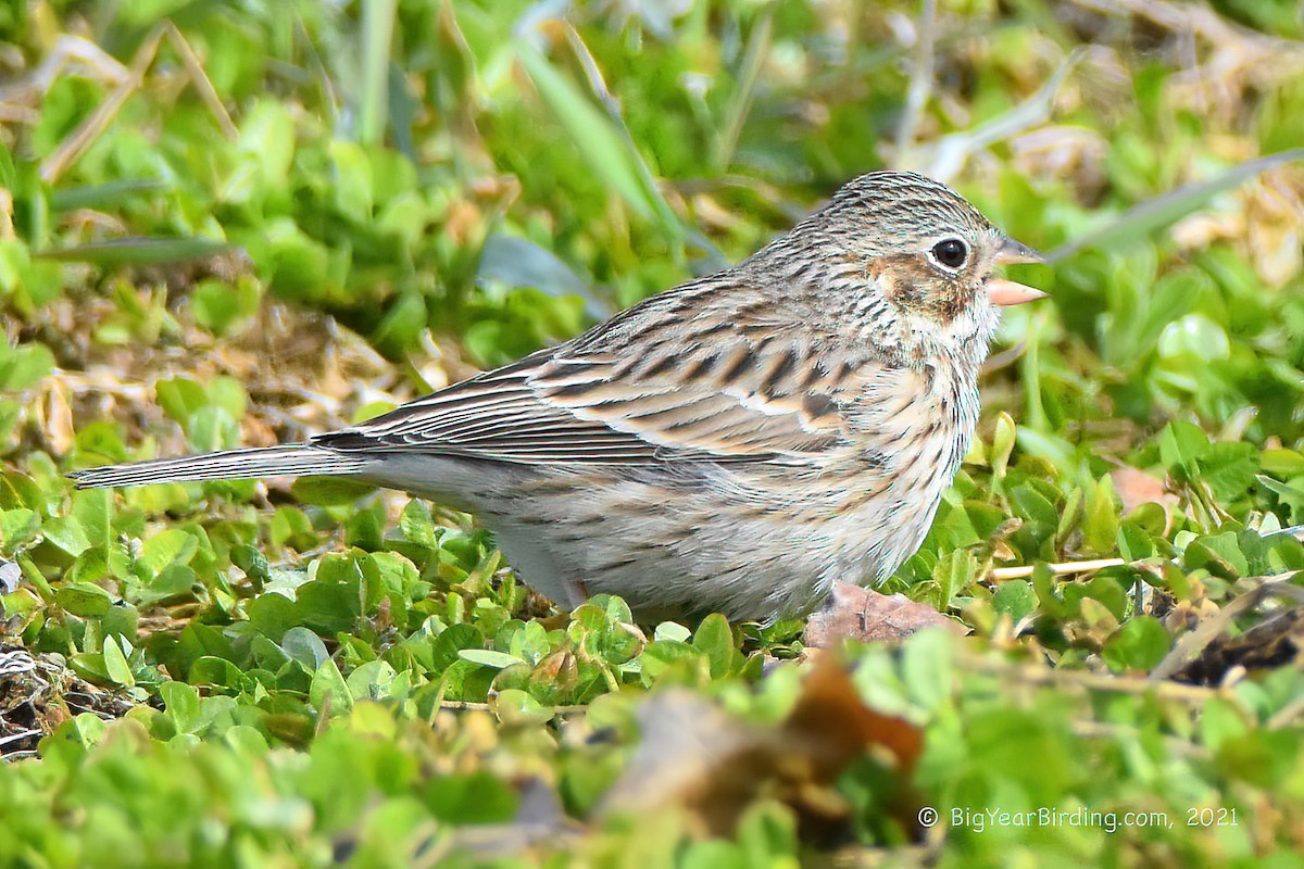 Vesper Sparrow - ML322869041