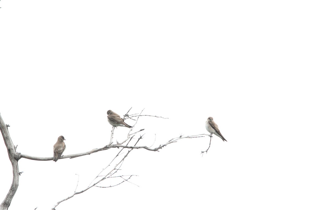 Northern Rough-winged Swallow - Alisia Diamond