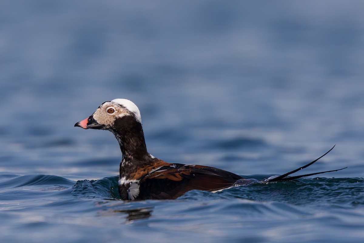 Long-tailed Duck - ML322881011