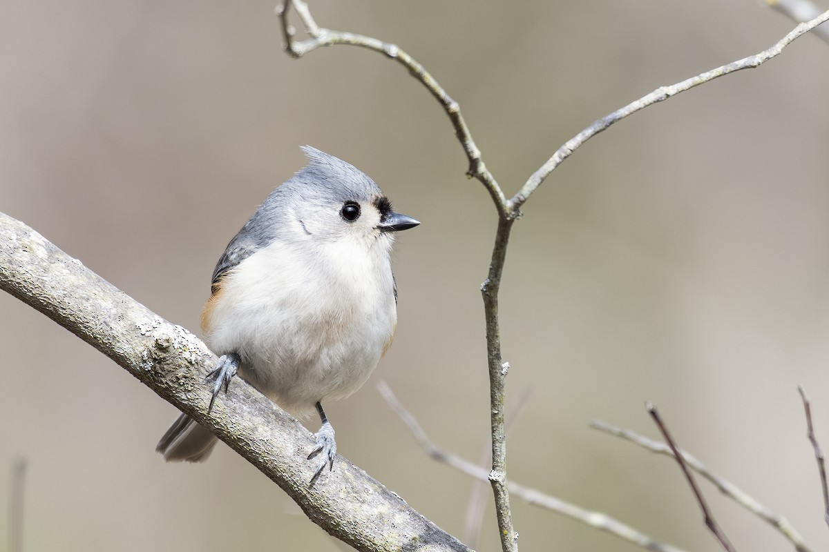 Tufted Titmouse - Jacob Owings
