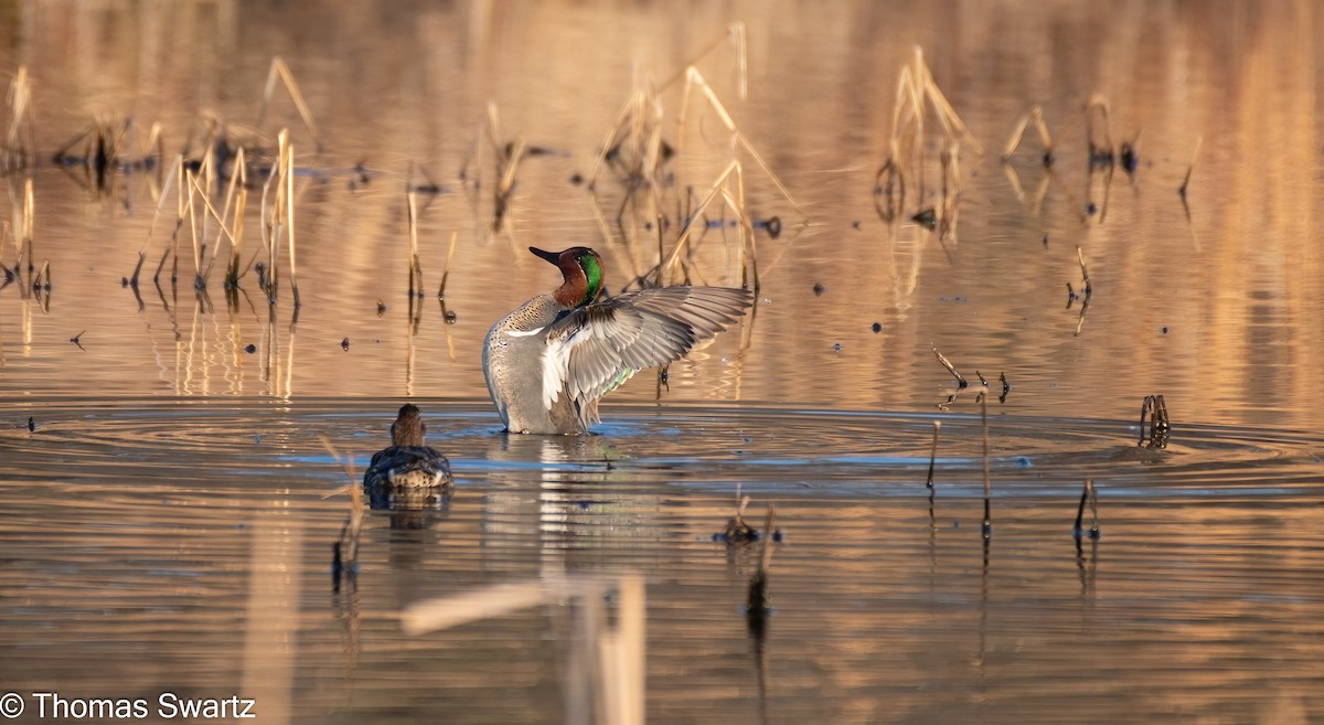 Green-winged Teal - ML322885901