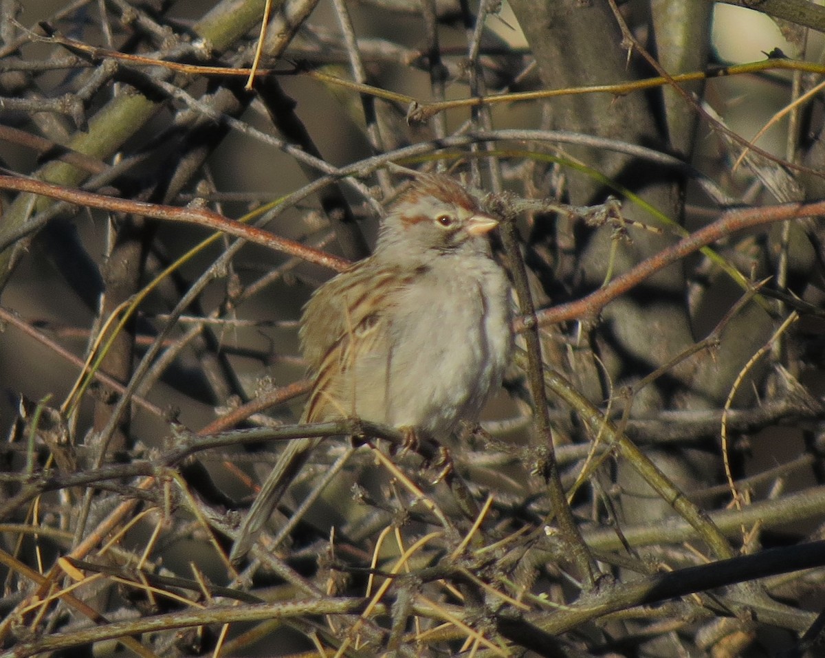 Rufous-winged Sparrow - ML32288761