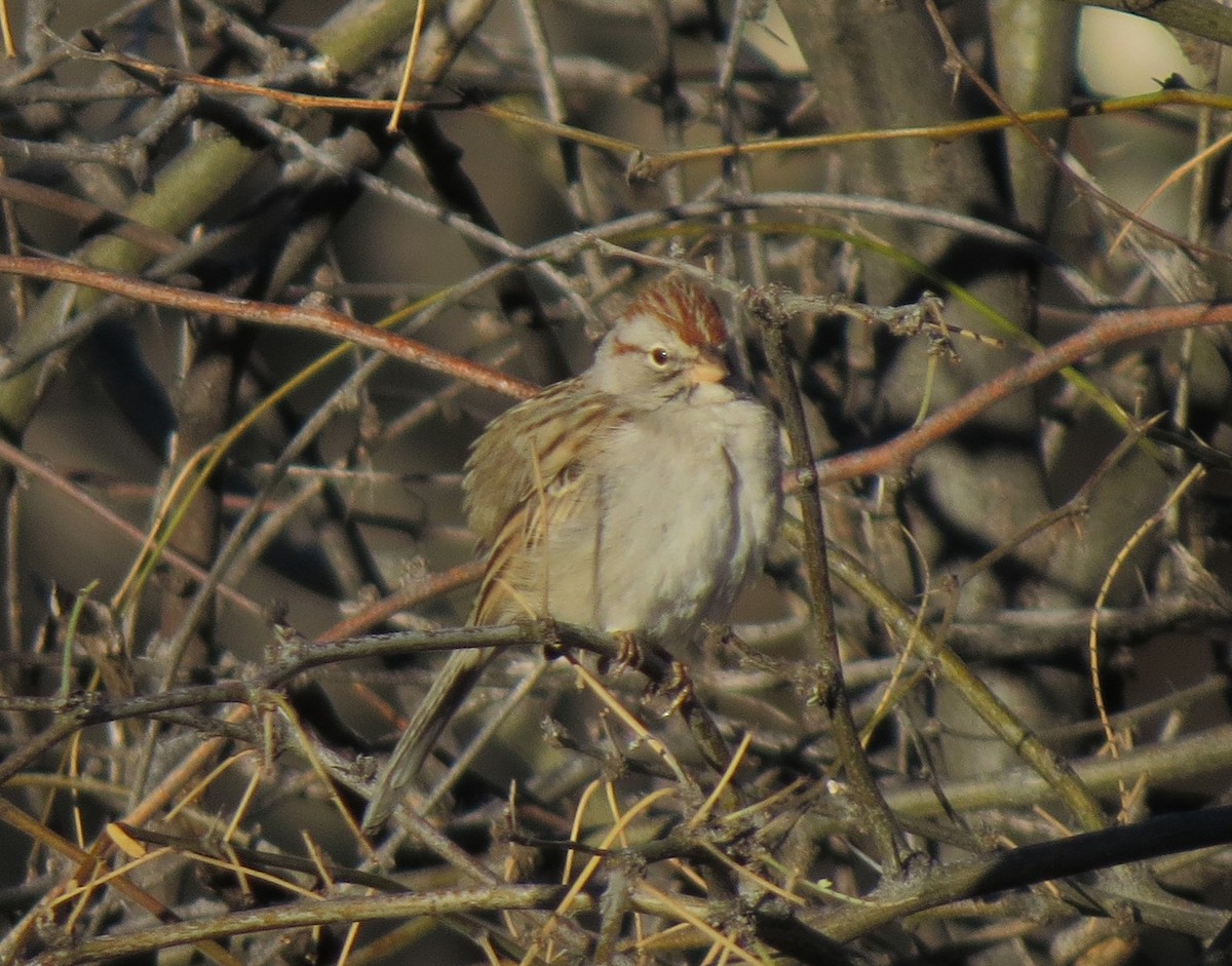 Rufous-winged Sparrow - ML32288771
