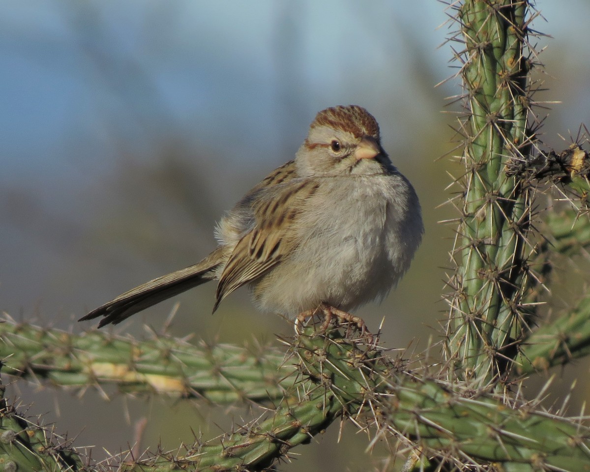Rufous-winged Sparrow - ML32288781