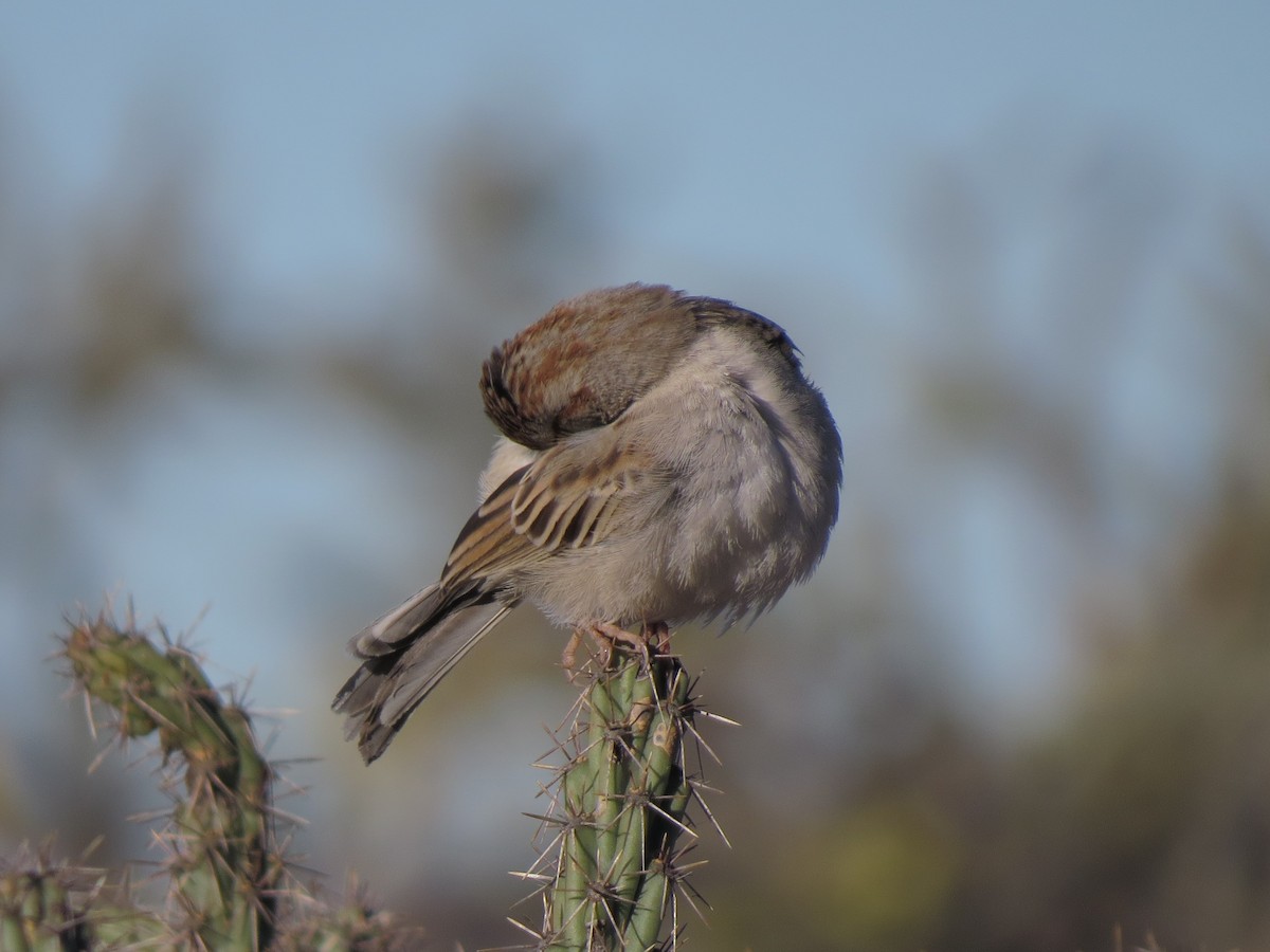 Rufous-winged Sparrow - ML32288801