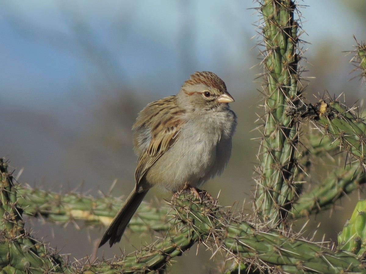 Rufous-winged Sparrow - Matthew Hunter