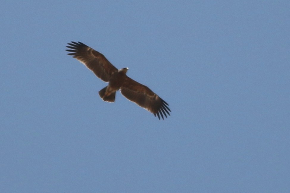 Lesser Spotted Eagle - ML322895061