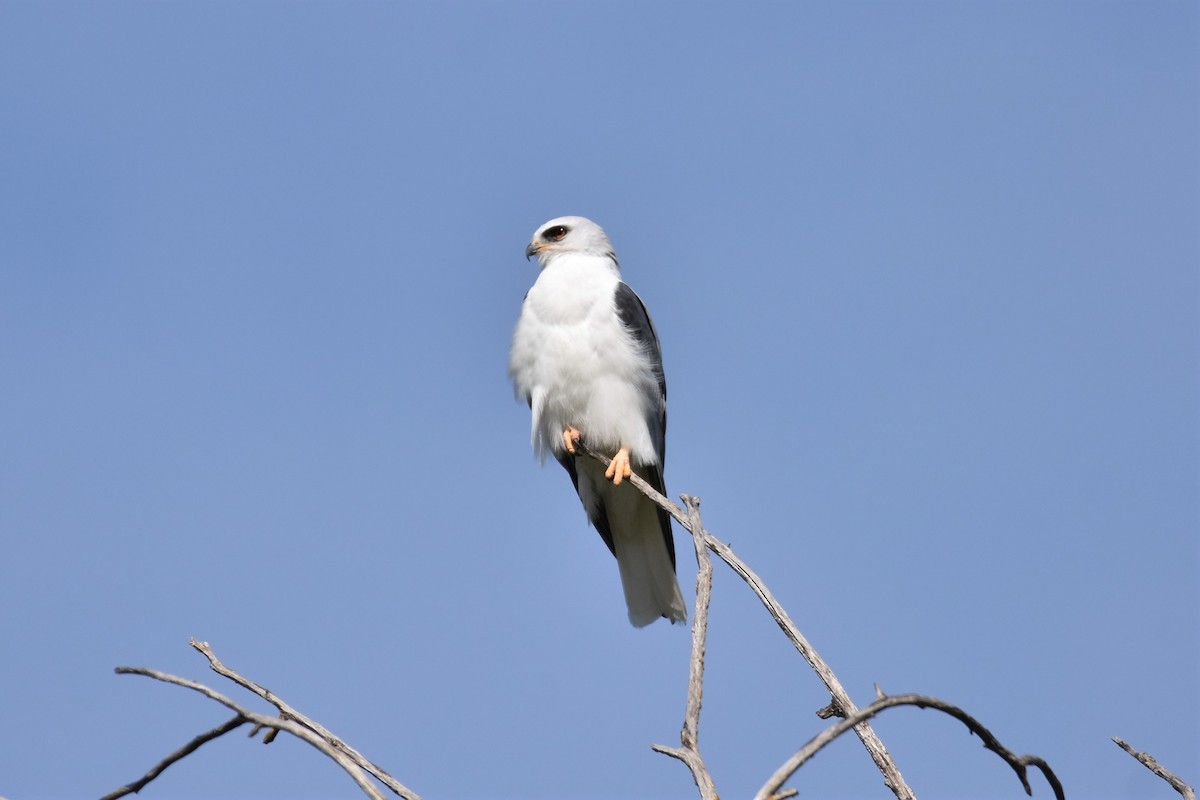 White-tailed Kite - ML322897201