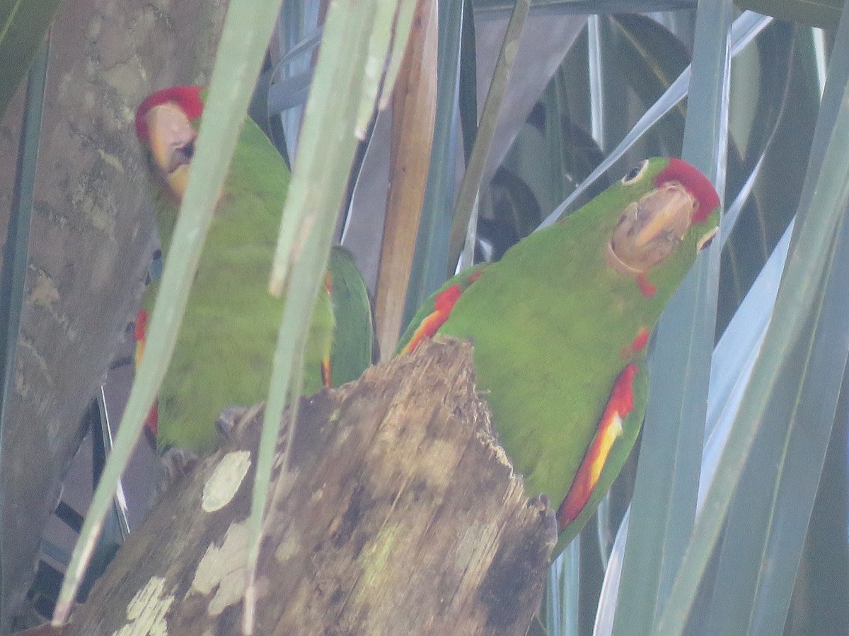 Crimson-fronted Parakeet - katiuska Sicilia