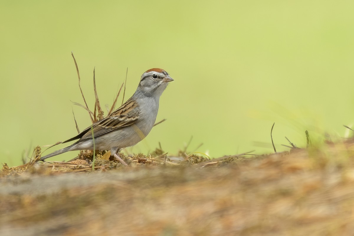 Chipping Sparrow - ML322898861