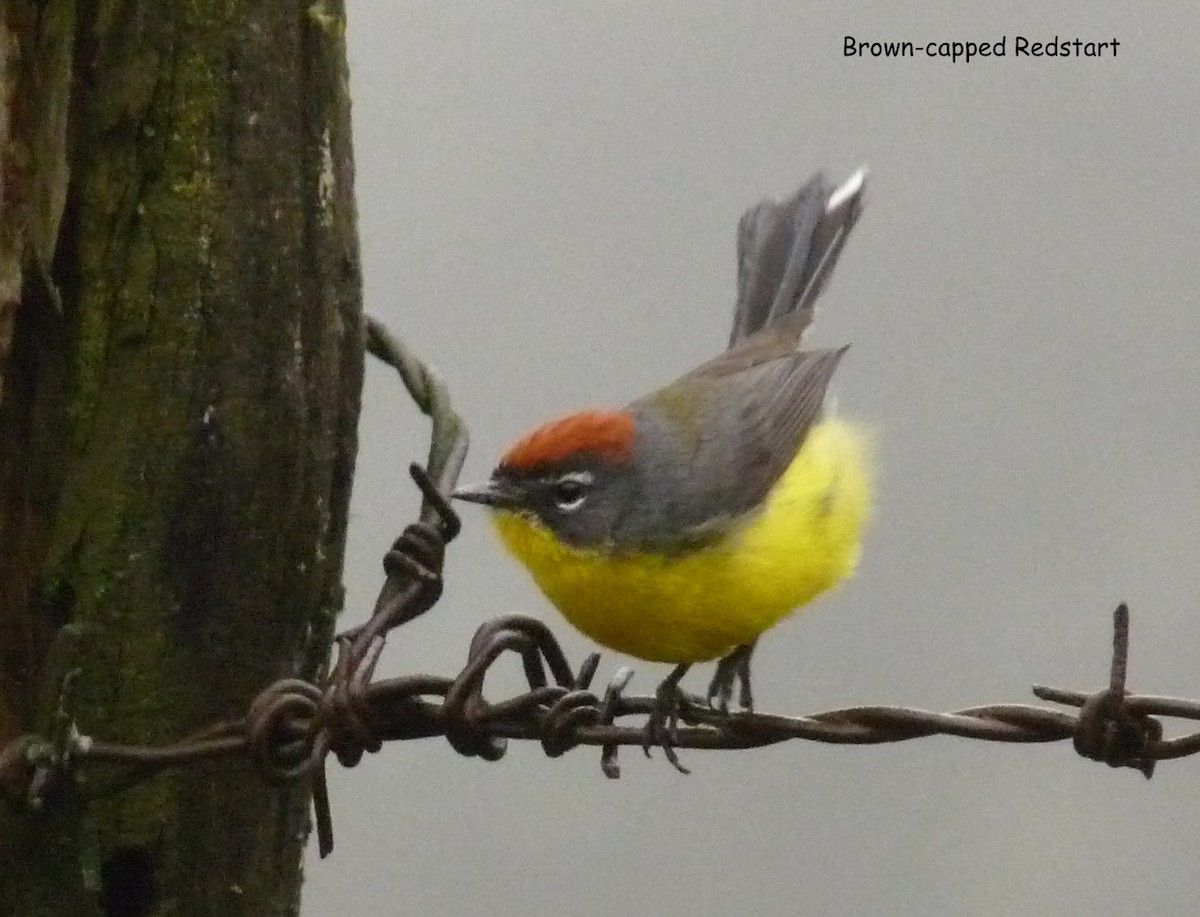 Brown-capped Redstart - Bob Curry