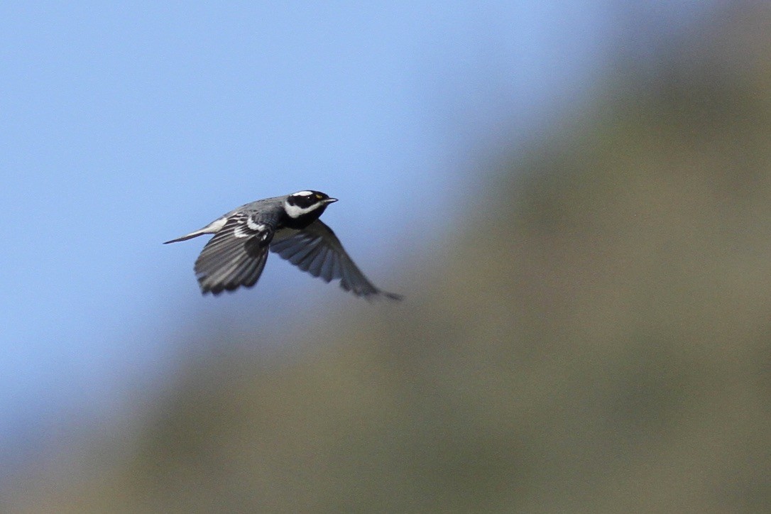 Black-throated Gray Warbler - ML322904051